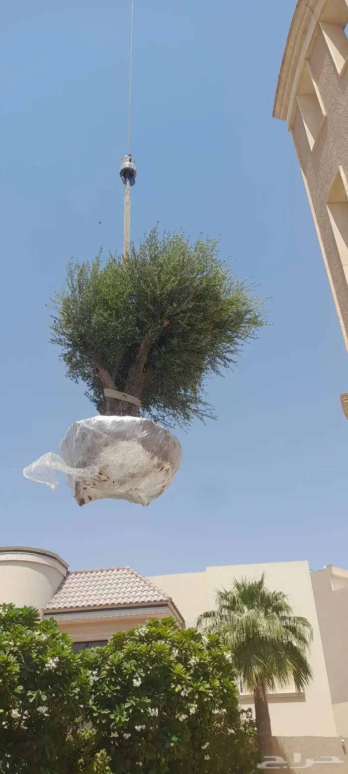 شجر زيتون معمر قزم اسباني شجر نخل عربي ترمنليا واشنطونيا 3