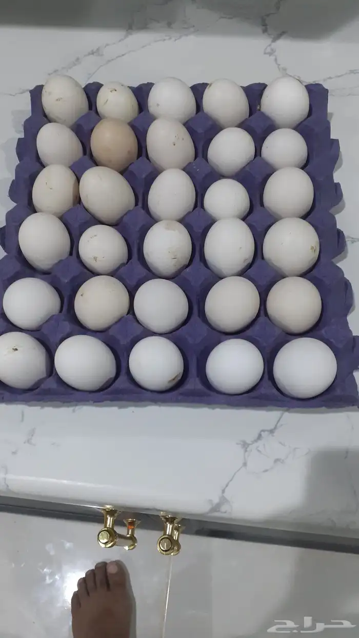 يوجد لدي بيض دجاج بلدي مخصب او لاكل يوما مت طبق الا طبقين 0