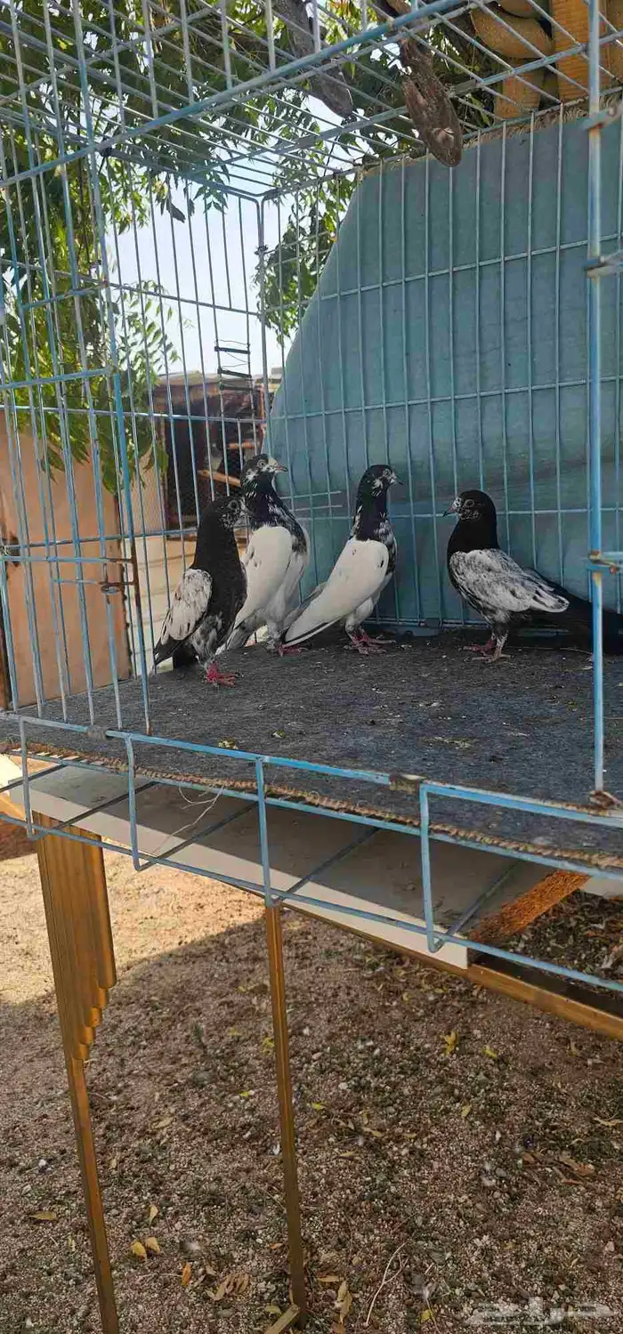 حمام باكستاني تيدي 3