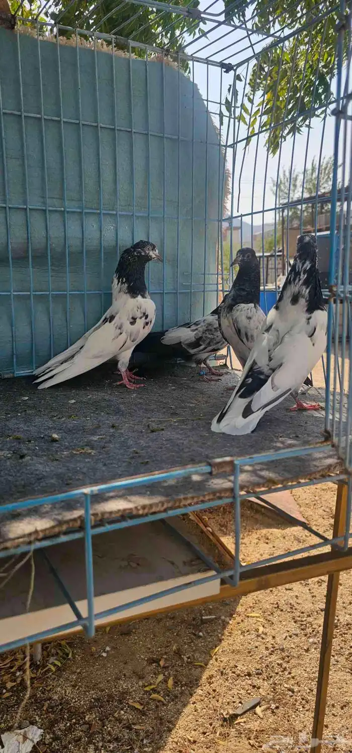 حمام باكستاني تيدي 15