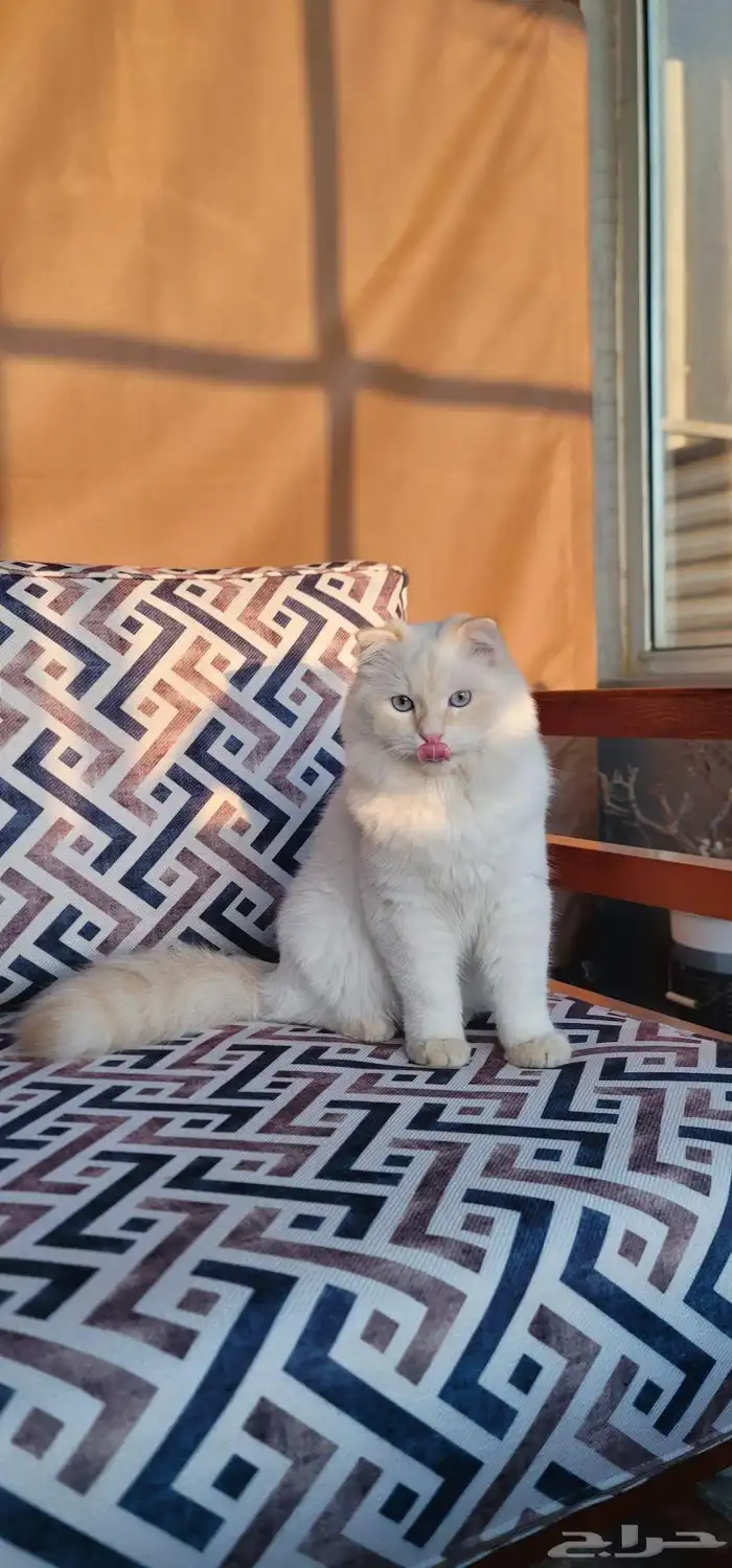 قط سكوتش فولد للبيع 6