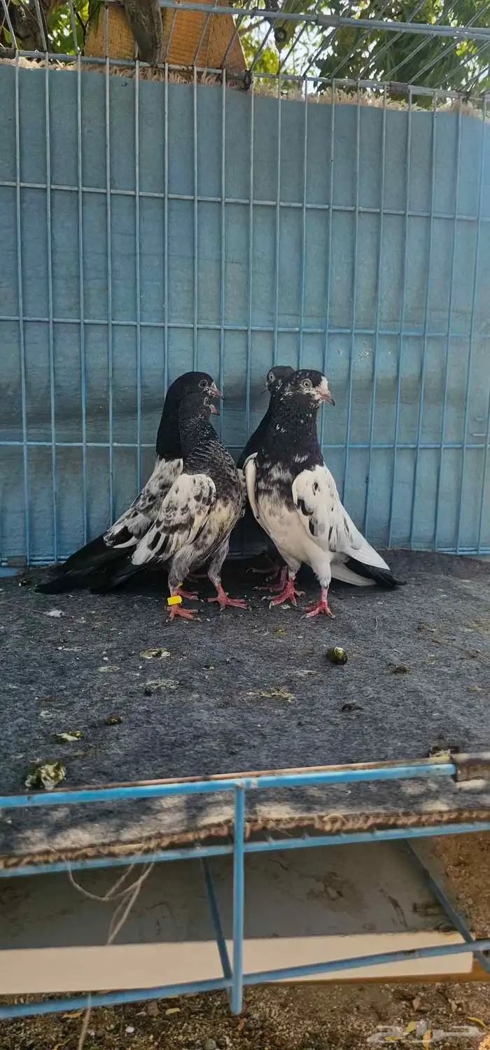 حمام باكستاني تيدي 16