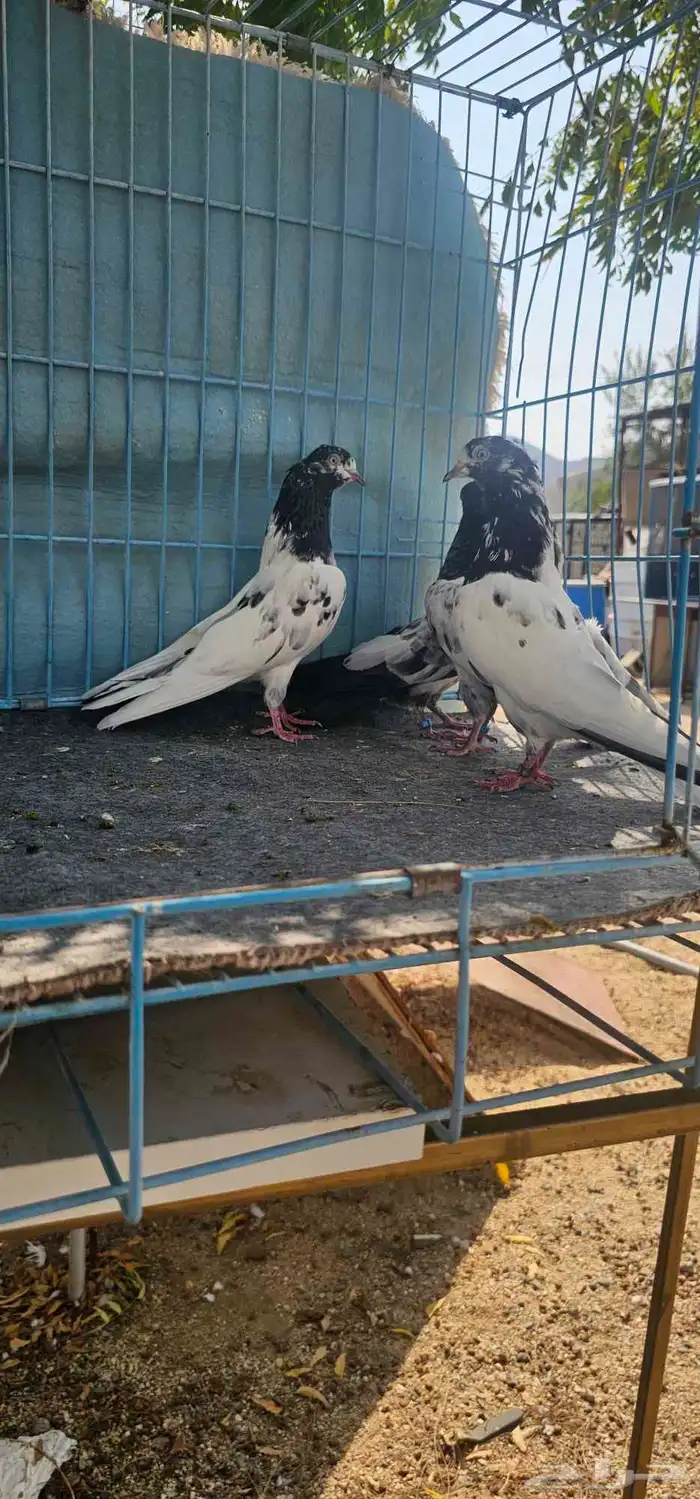 حمام باكستاني تيدي 14