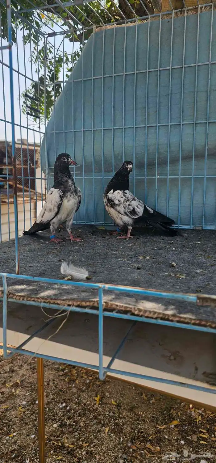 حمام باكستاني تيدي 10