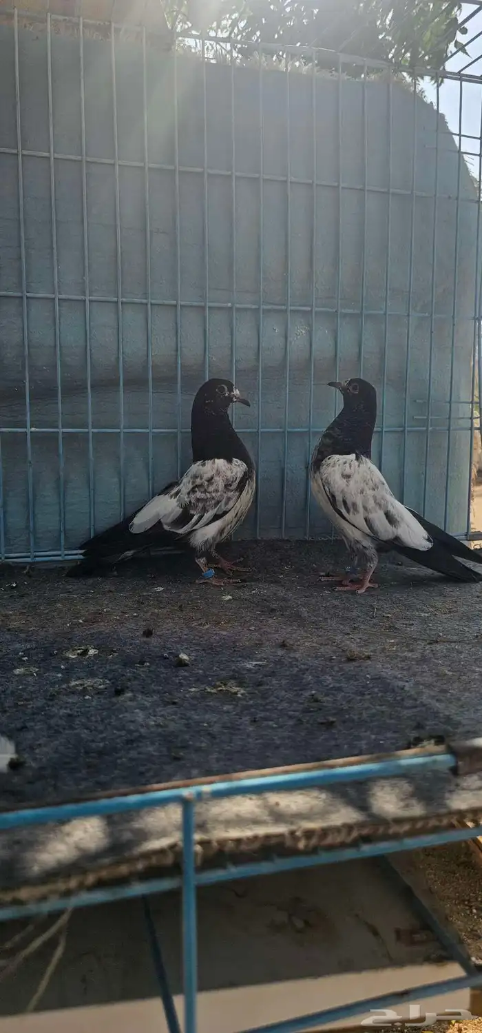 حمام باكستاني تيدي 8