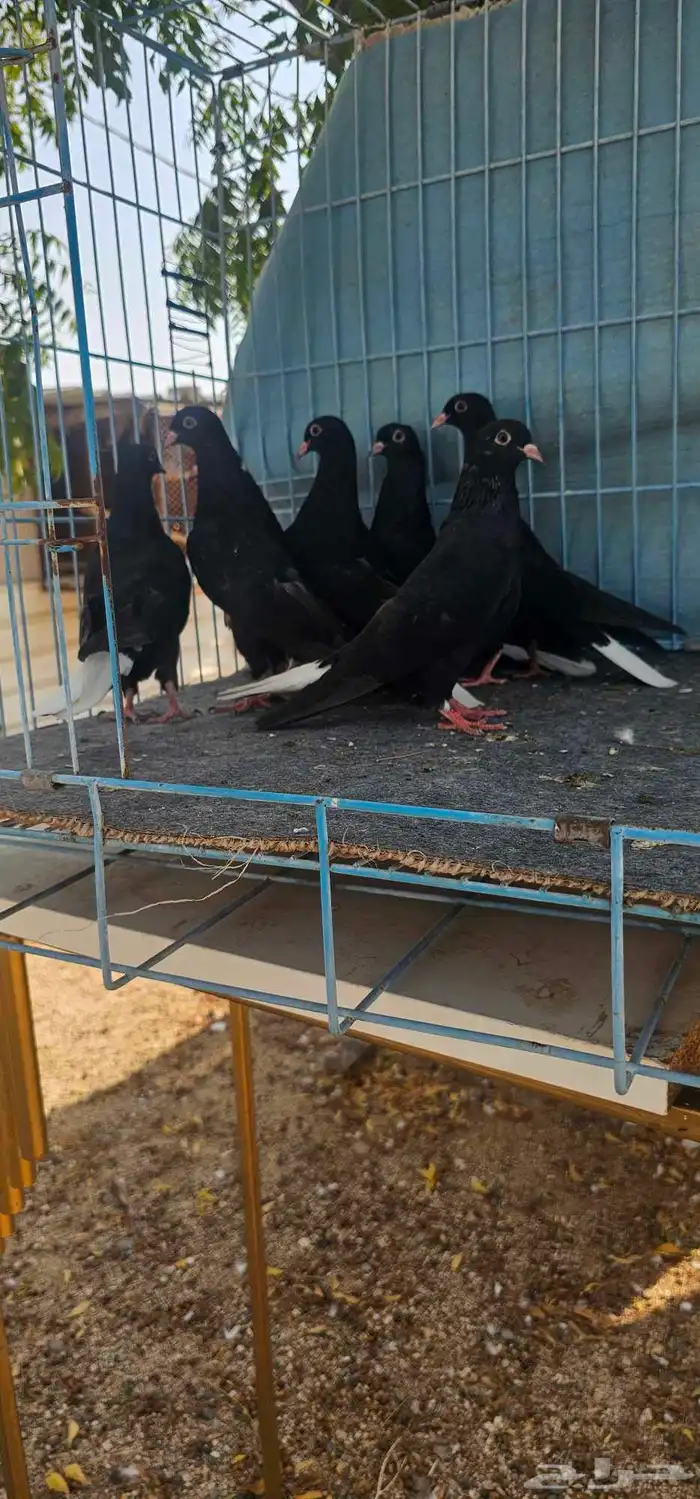 حمام قطايف مذيلات 1