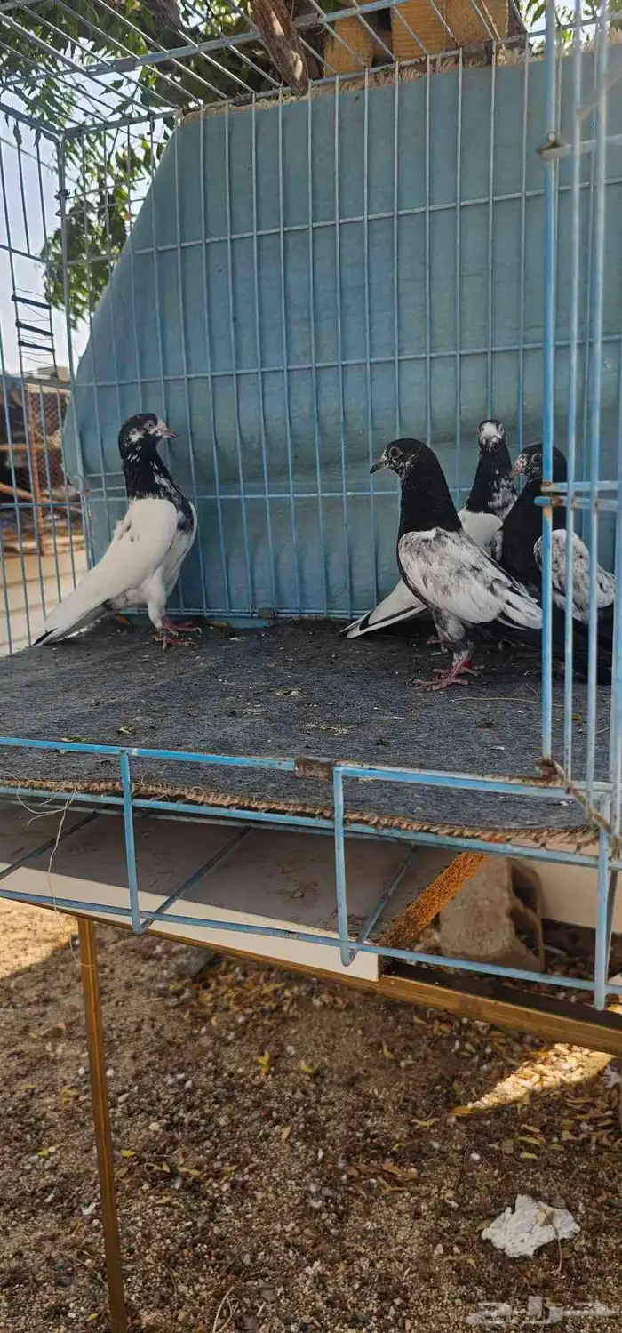 حمام باكستاني تيدي 0