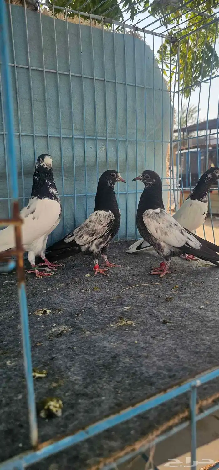 حمام باكستاني تيدي 5