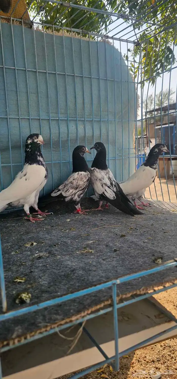 حمام باكستاني تيدي 4