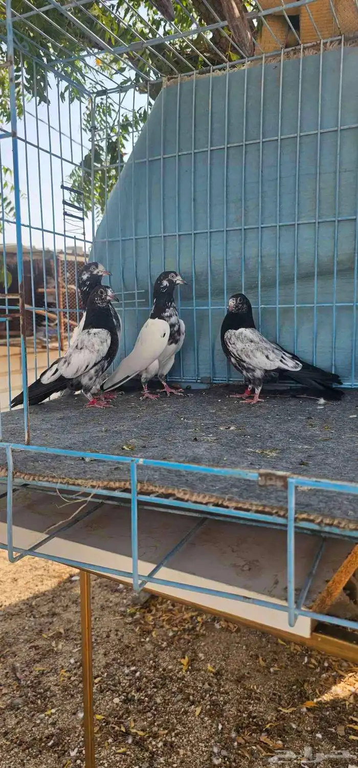 حمام باكستاني تيدي 6