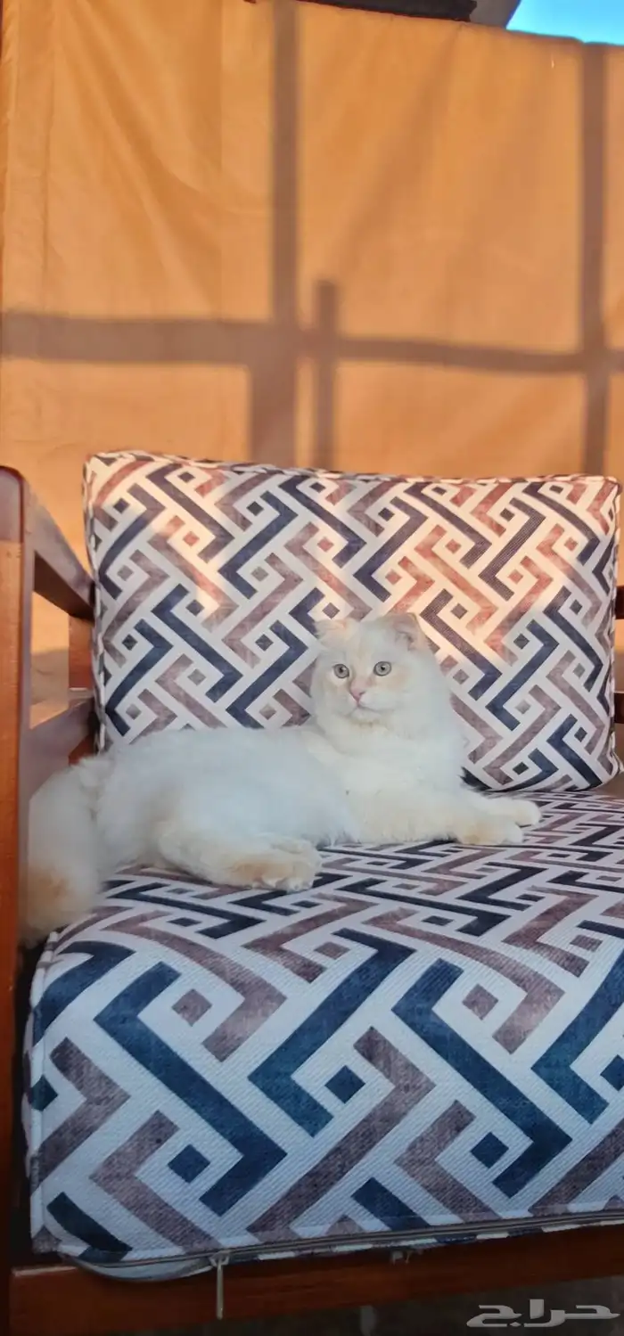 قط سكوتش فولد للبيع 3
