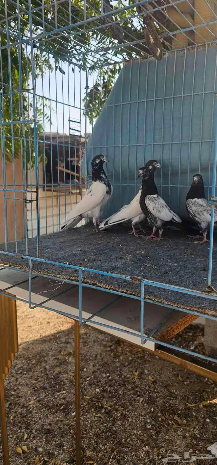 حمام باكستاني تيدي 1