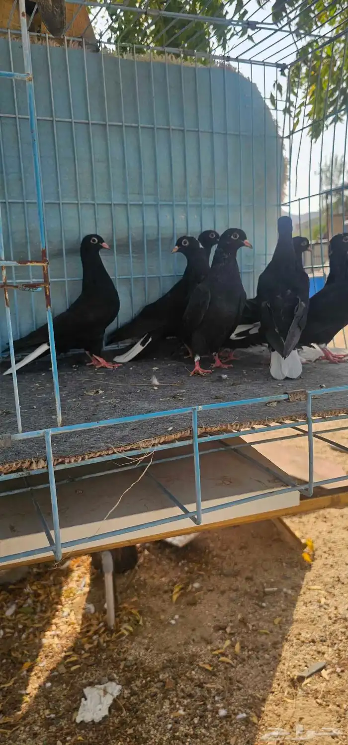 حمام قطايف مذيلات 0