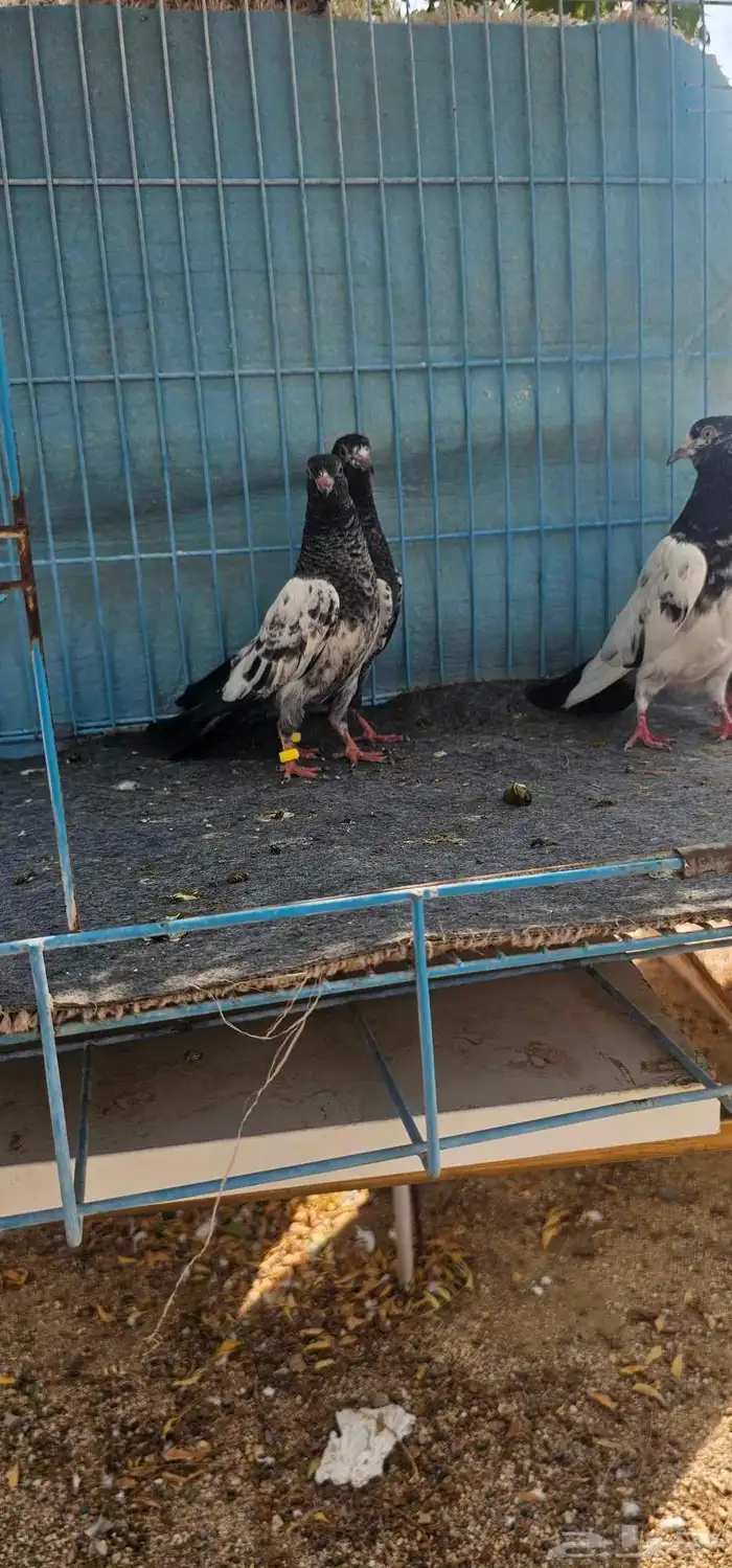 حمام باكستاني تيدي 7