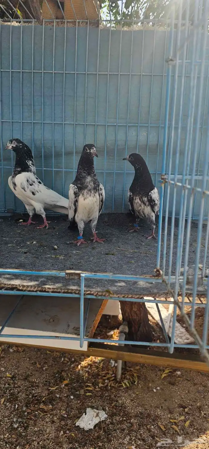 حمام باكستاني تيدي 13