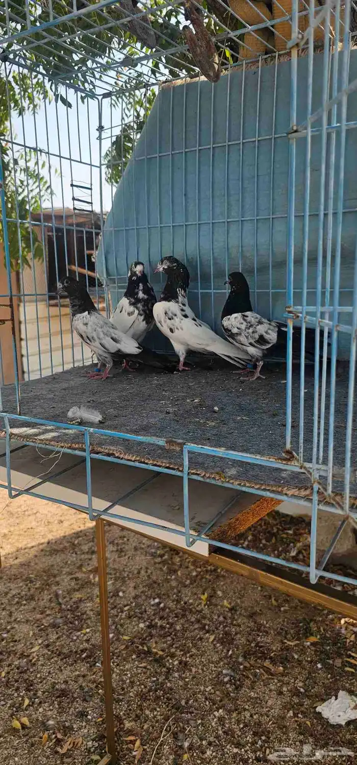 حمام باكستاني تيدي 11