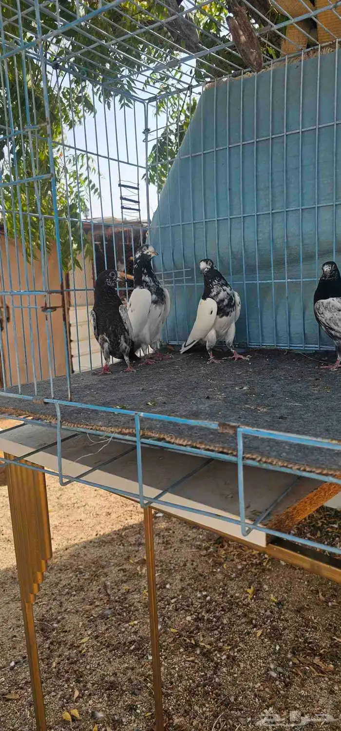 حمام باكستاني تيدي 2