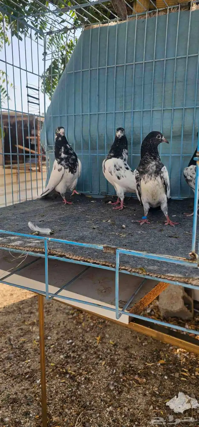 حمام باكستاني تيدي 12