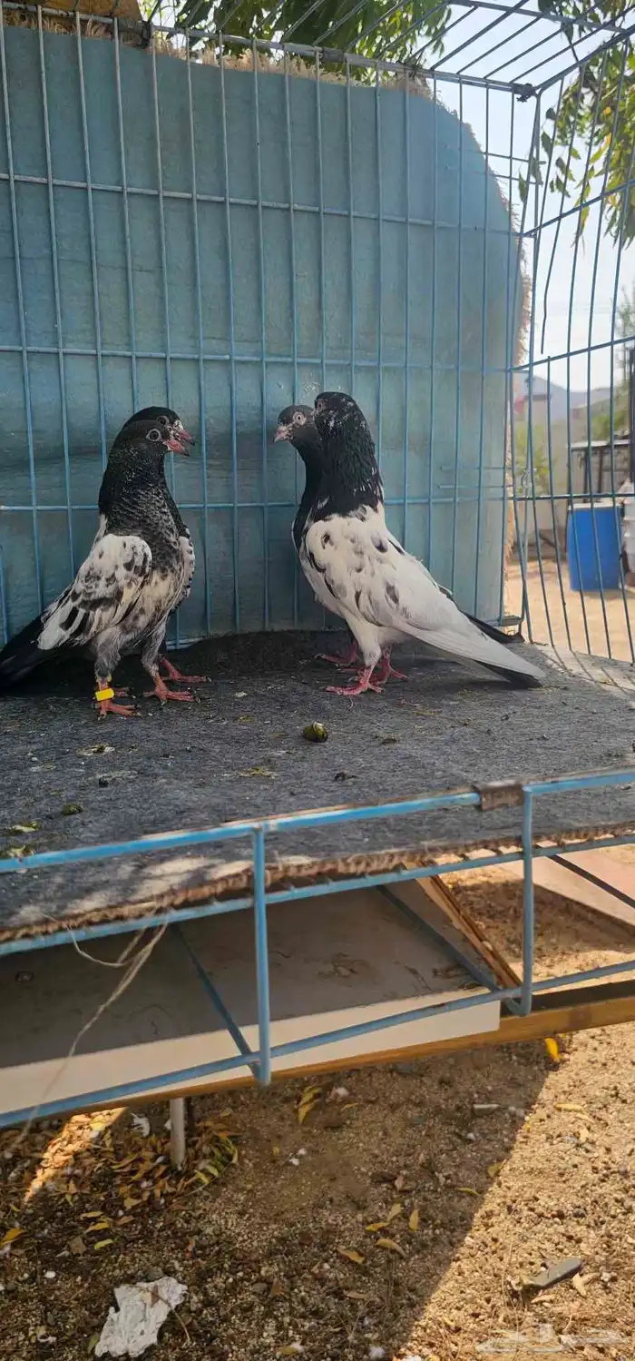 حمام باكستاني تيدي 18