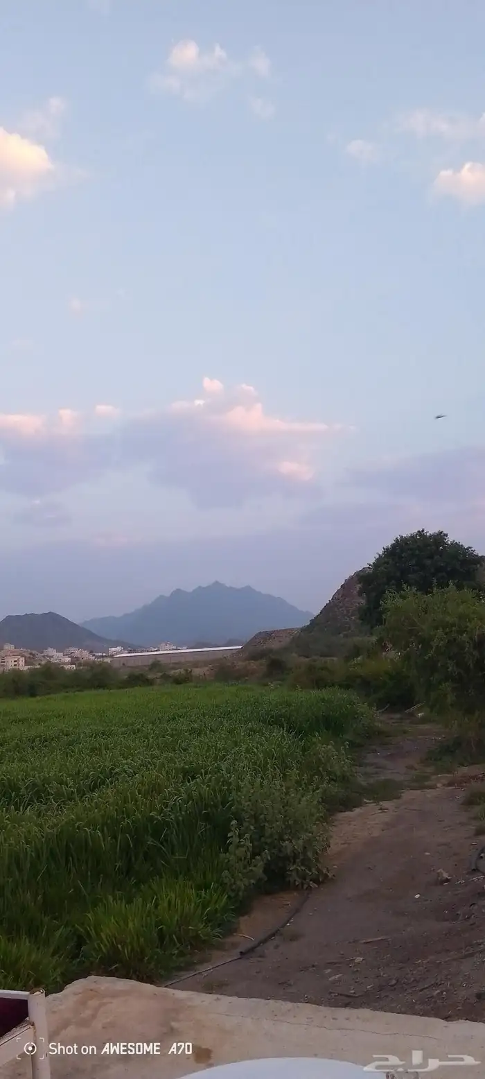 للبيع قصب بوني كام جمله وقطاعي . رقم التواصل 0