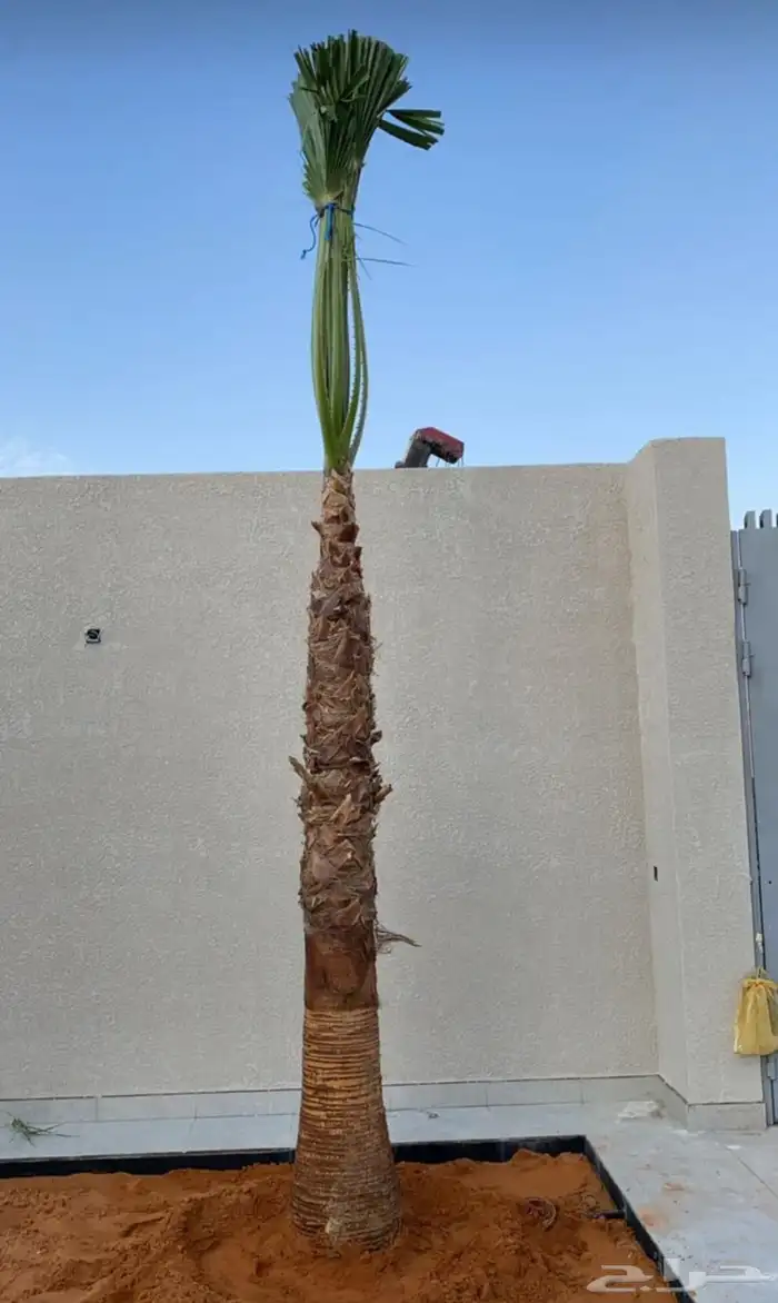 نخل واشنطن زينه 3