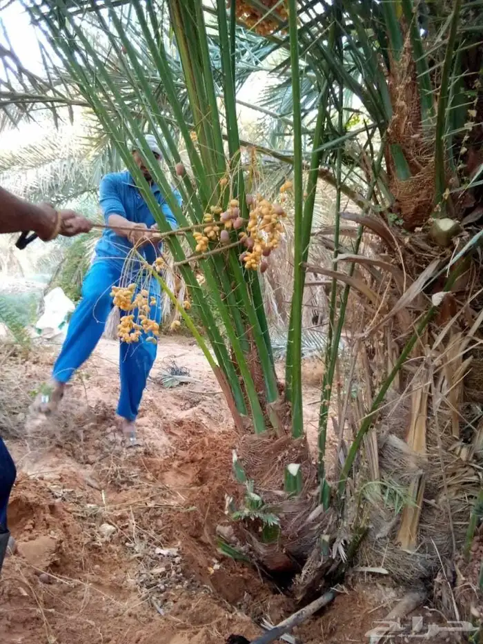 نقوم بقلع وغرس النخيل وتوريد وتركيب 3