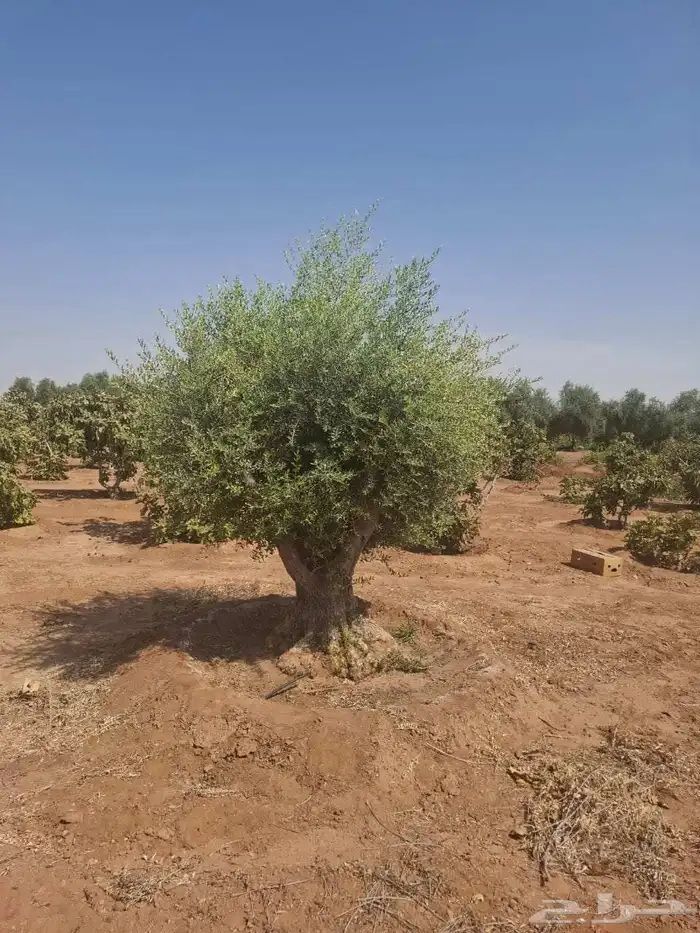 اشجار زيتون 1