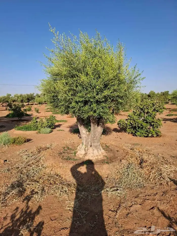 شجر زيتون معمر قزم اسباني شجر نخل عربي ترمنليا واشنطونيا 8