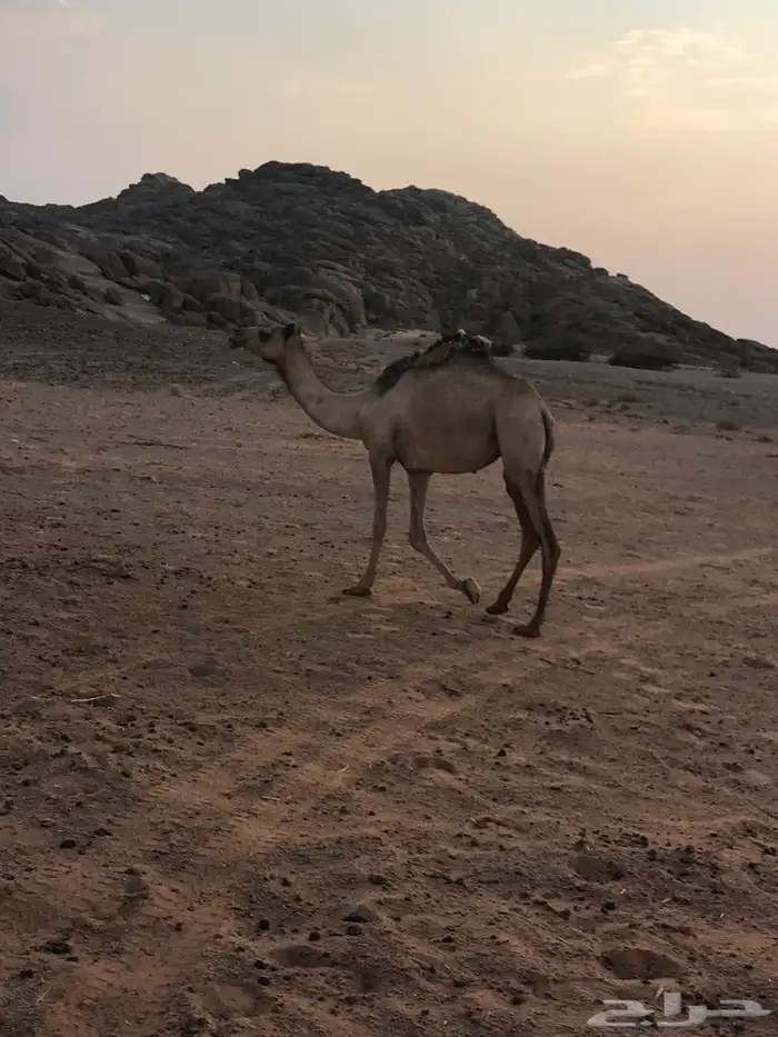 بكره حقه ريحه لقيه للبيع الموقع الشملي التواصل على الرقم9 0