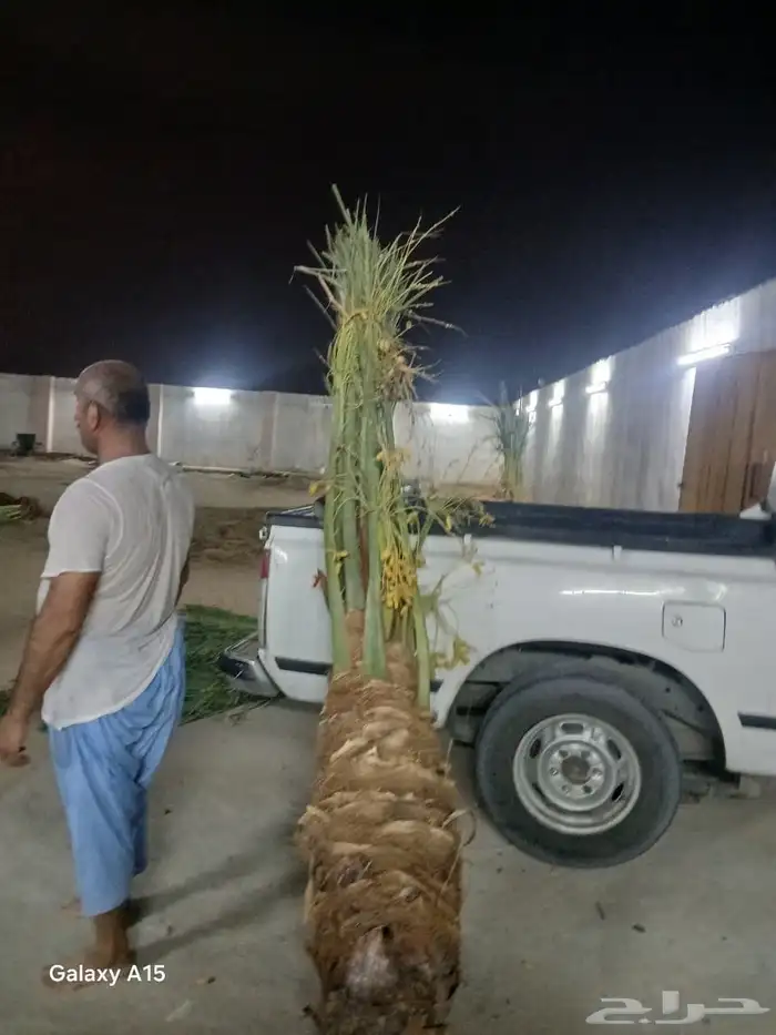 السلام عليكم ورحمه الله وبركاته عندنا نخل طيب متواجد في مكه 9