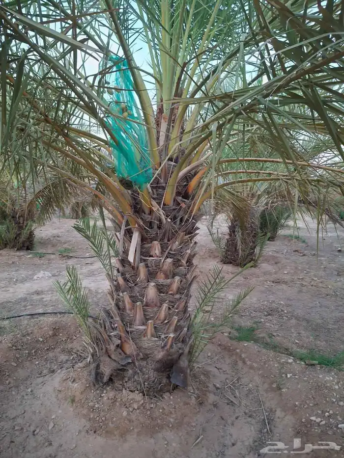 ابو عساف لتوريد انخيل بجميع المقسات أحجام متنسقه 4