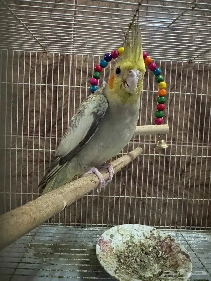 طيور كروان زوج السعر 225 ريال التواصل والاستفسار وتساب 1