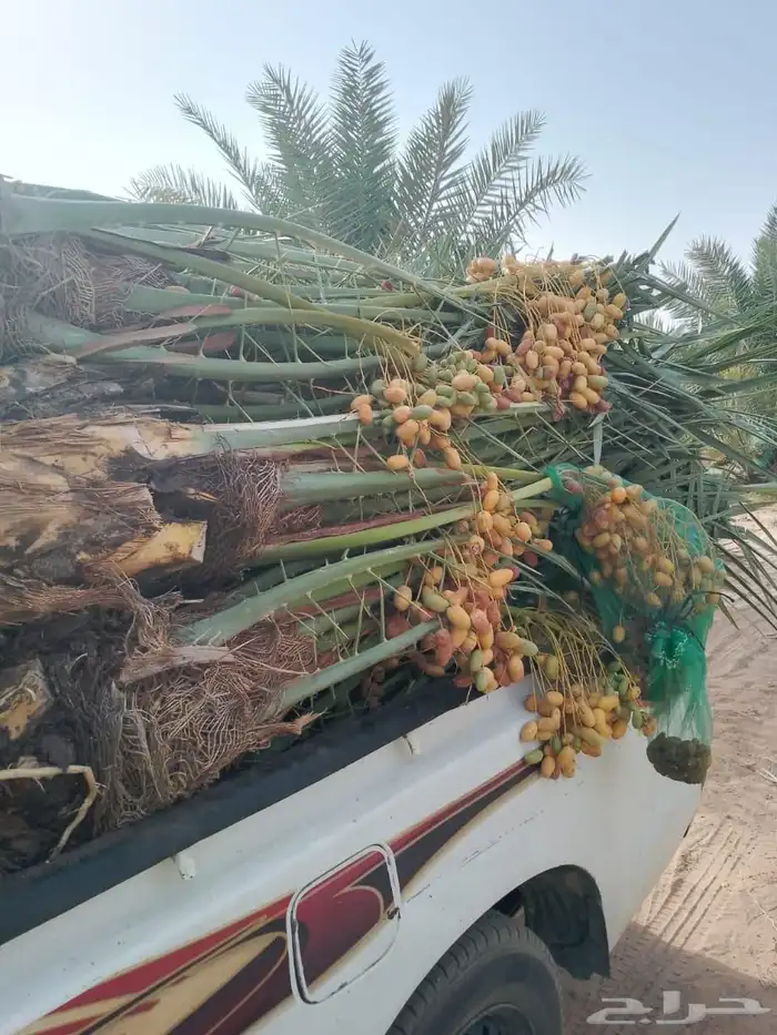 السلام عليكم ورحمه الله وبركاته عندنا نخل طيب متواجد في مكه 1