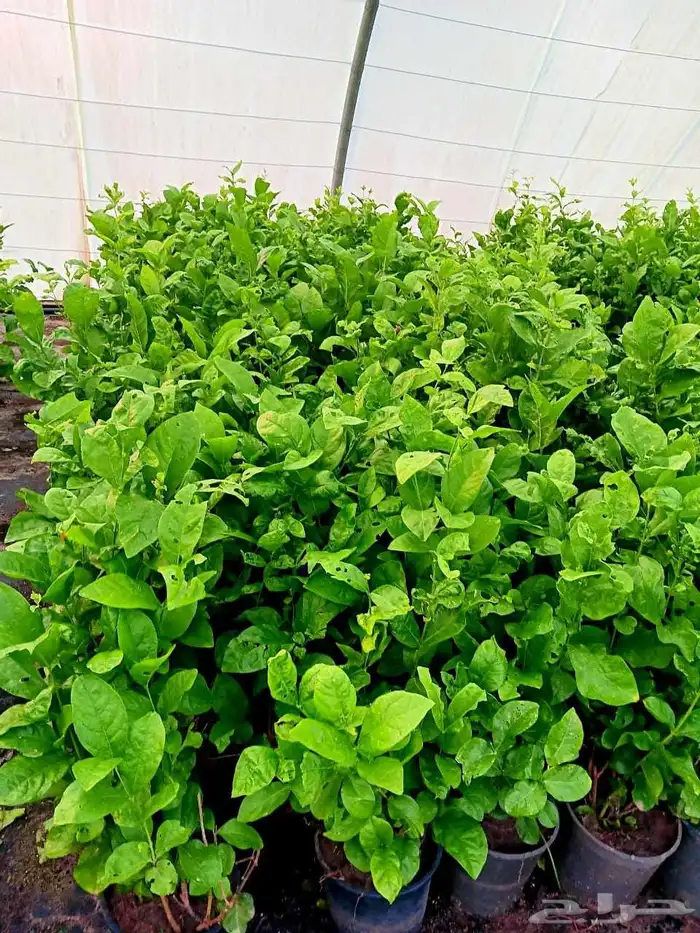 تنسيق حدائق مشاتل الدمام 0