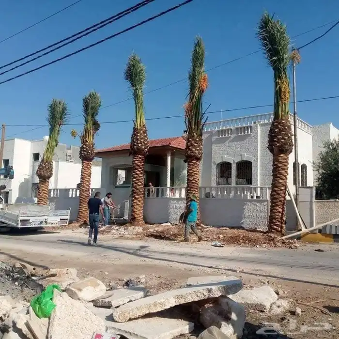 يتوفر لدينا النخل العربي والواشنطني للبيع 5