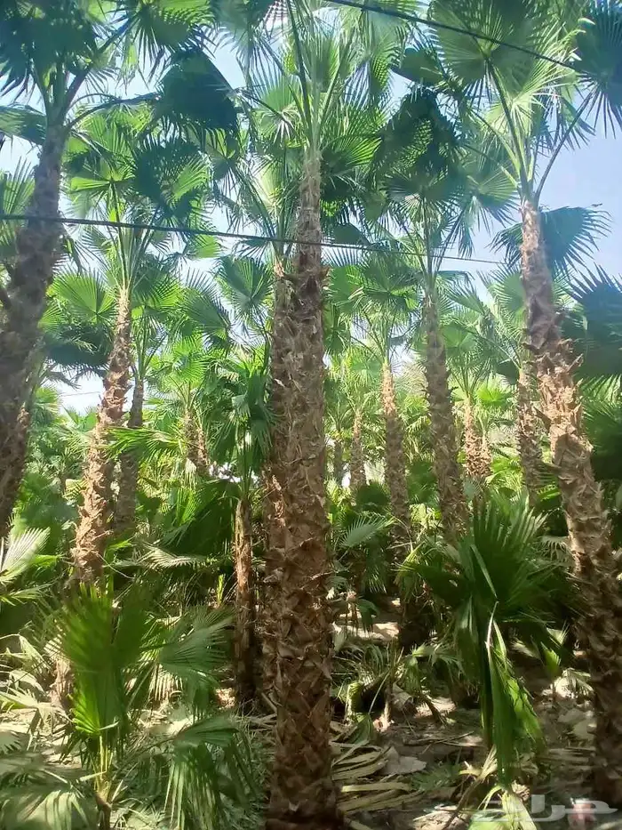 ابو عساف لتوريد انخيل بجميع المقسات أحجام متنسقه 2