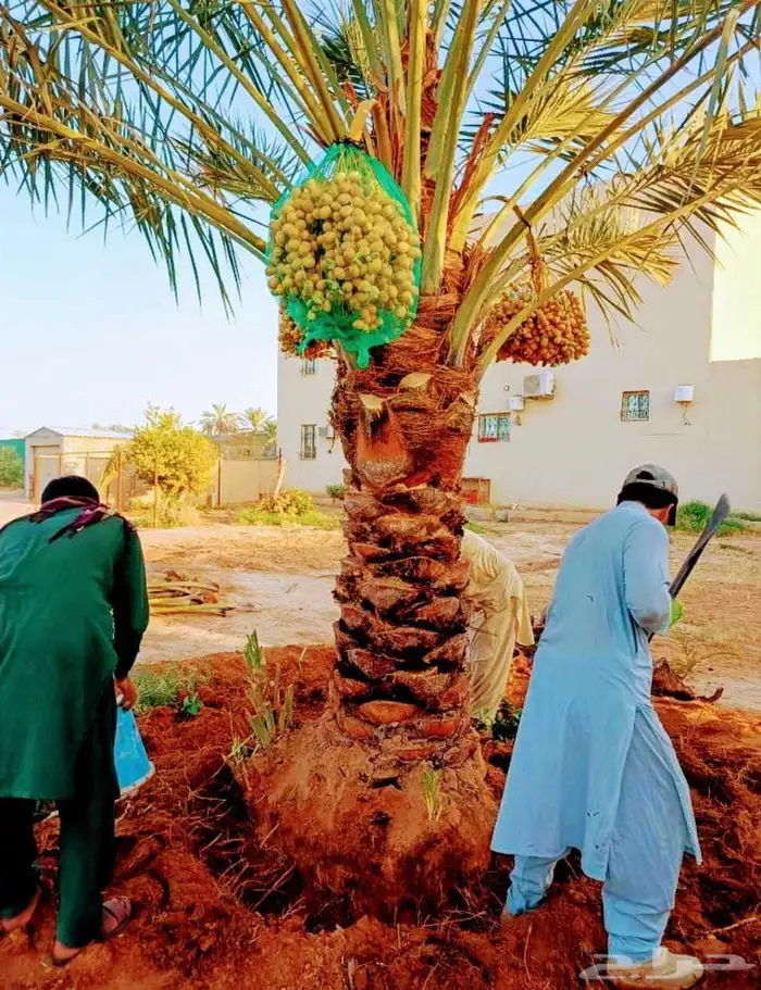 نخل مثمر نقايل جثايث اخلاص سكري برحي صقعي شيشي هلالي 0