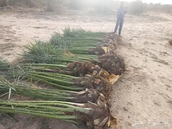 السلام عليكم ورحمه الله وبركاته زبائننا الكرام عندنا نخل طيب 8