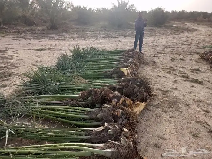 السلام عليكم ورحمه الله وبركاته زبائننا الكرام عندنا نخل طيب 7