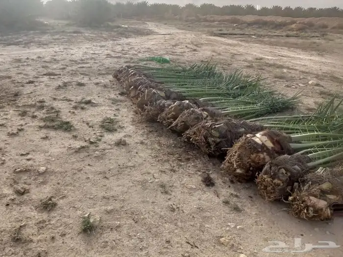 السلام عليكم ورحمه الله وبركاته زبائننا الكرام عندنا نخل طيب 5