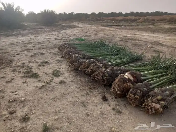 السلام عليكم ورحمه الله وبركاته زبائننا الكرام عندنا نخل طيب 6