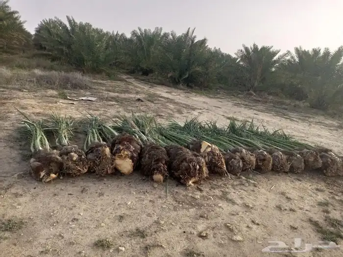 السلام عليكم ورحمه الله وبركاته زبائننا الكرام عندنا نخل طيب 1