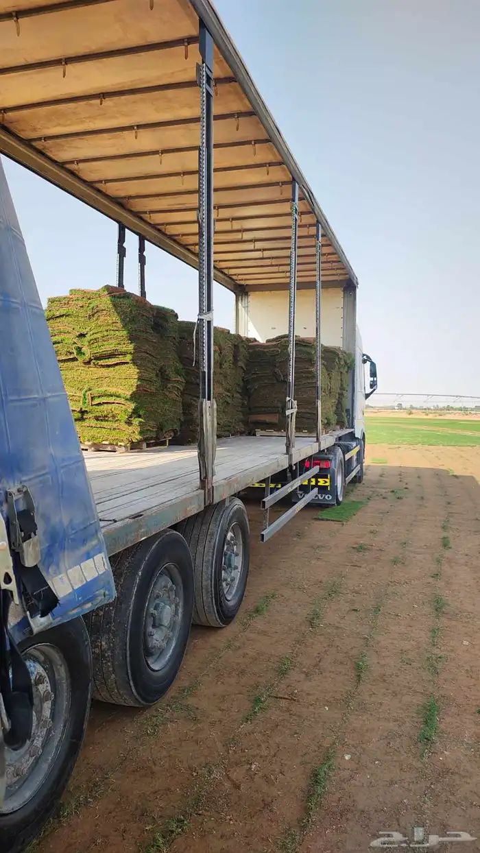 مزرعة ثيل طبيعي نجيله بأسعار الجمله 4