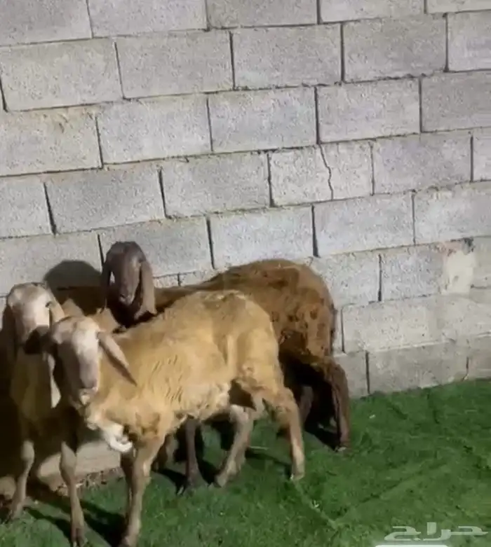 رخال سواكن صنف 3