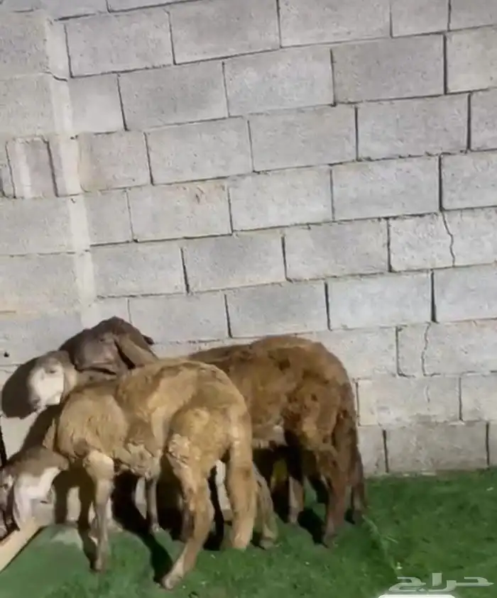 رخال سواكن صنف 1