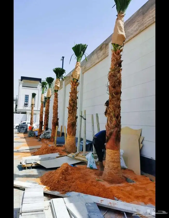 يوجد لدينا نخل عربي مثمره ونخل وشنطني زينه وشجر زيتون مثمره 4