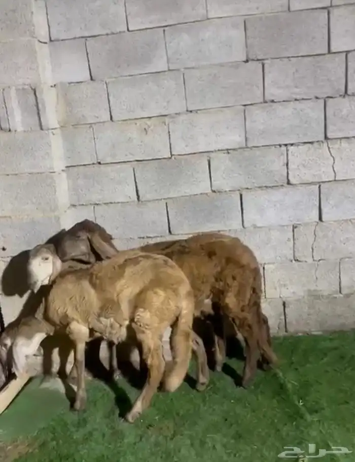 رخال سواكن صنف 2