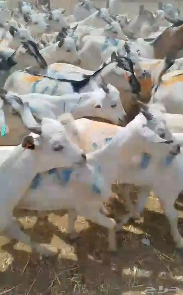 تيوس صومالية وسط جملة 0