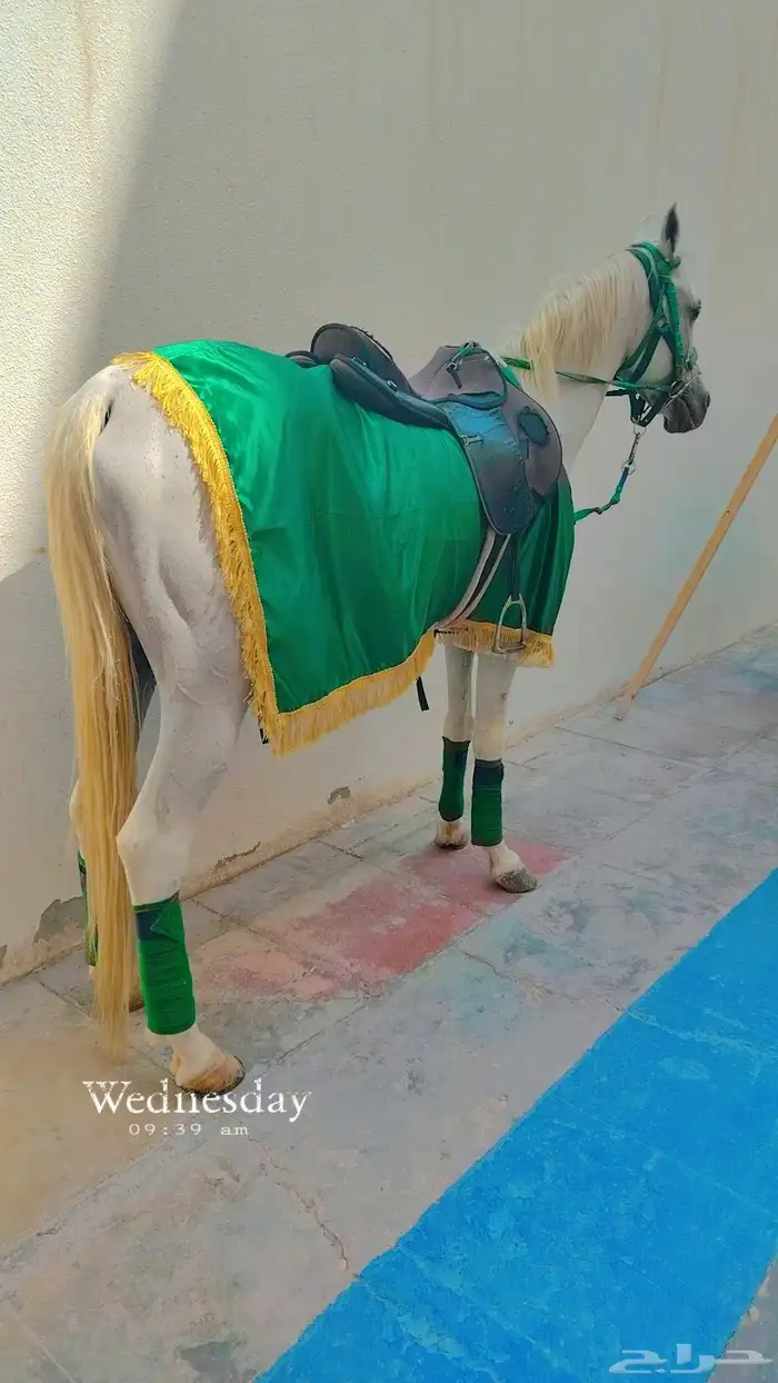 يوجد لدينا اجار خيل و جمال وسيسي يوم اسبوع شهر معا التوصيل و 2