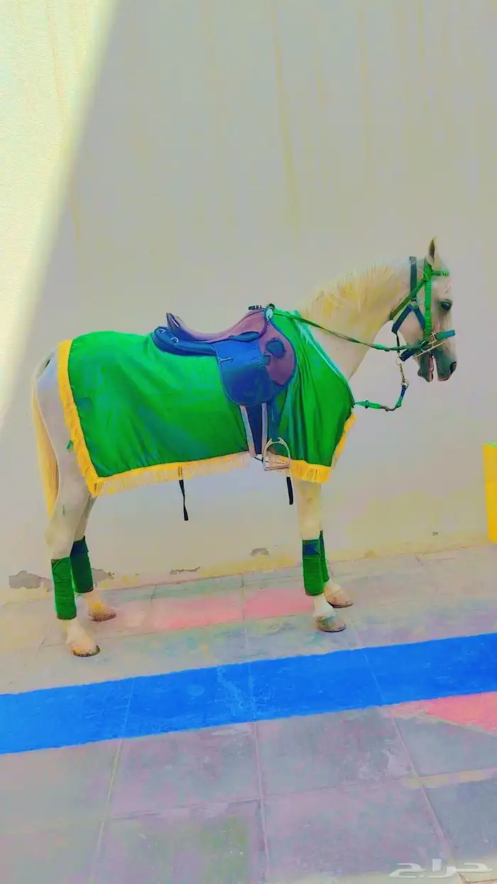 يوجد لدينا اجار خيل و جمال وسيسي يوم اسبوع شهر معا التوصيل و 1